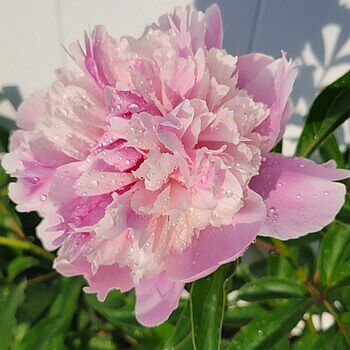 Shop Fragrant Peony Mix | Breck's