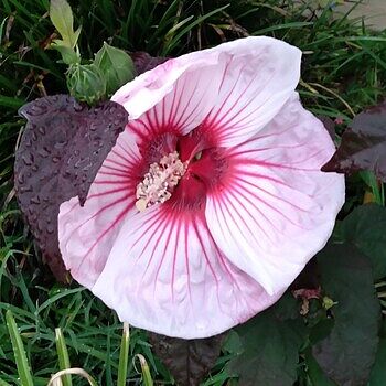 Buy Cherry Choco Latte Hibiscus | Sun Perennials | Breck's