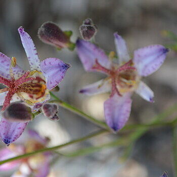 Shop Toad Lily Mixture | Breck's