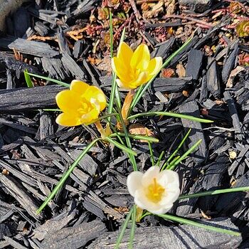 Three Cheers Snow Crocus Mixture | Shop Online | Breck's
