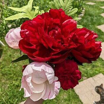 Karl Rosenfield Peony | Buy Online | Breck's – Brecks Karl Rosenfield Peony | Buy Online | Breck's – Brecks
