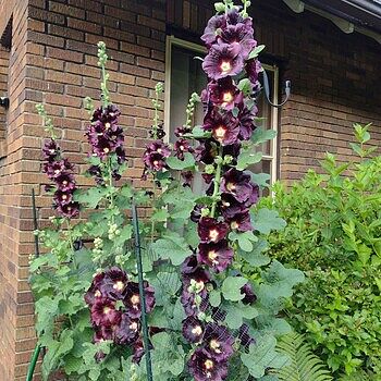Buy The Black Hollyhock | Breck's