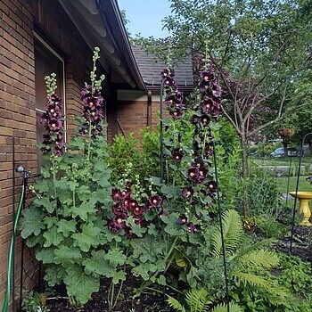 Buy The Black Hollyhock | Breck's
