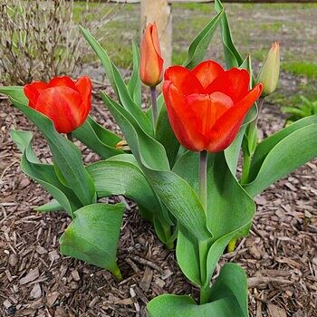Buy Lalibela Tulip Mixture Super Sak | Flower Bulbs | Breck's