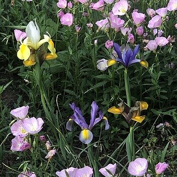 Shop Mixed Dutch Iris | Breck's