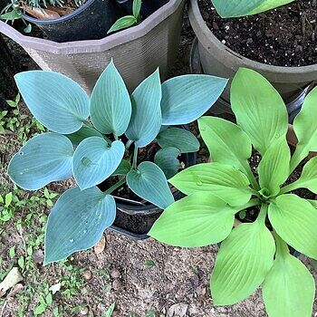 Canadian Blue Hosta | Shop Online | Breck's