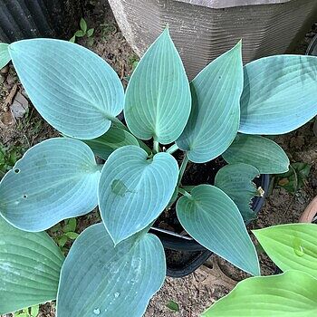 Canadian Blue Hosta | Shop Online | Breck's
