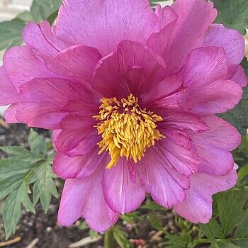 Buy Itoh Lifetime Peony Collection | Sun Perennials | Breck's