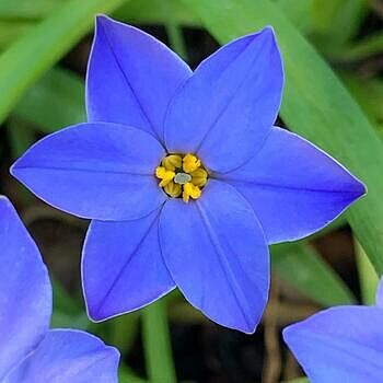Buy Blue Spring Starflower Online | Spring Bulbs | Breck's