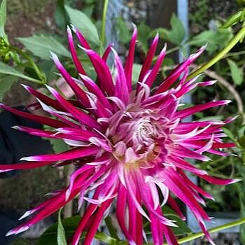 DAHLIAさん専用 Dahlia 'Zundert Mystery Fox' – Zetas Garden - Online Store