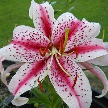 Dizzy Lily | Breck's