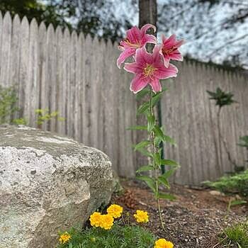 Anastasia Lily Tree | Breck's