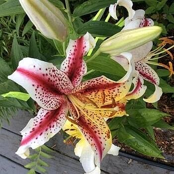 Dizzy Lily | Breck's