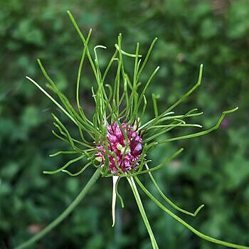 Hair Allium | Breck's