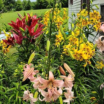Yellow Bruse Tiger Lily | Save up to 75% | Breck's