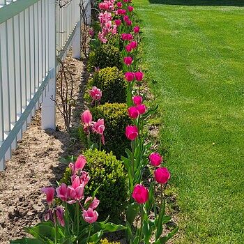 Bulk Tulips | Don Quichotte Tulip Super Sak | Breck's – Brecks