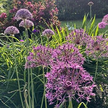 allium ☆ Allium Azureum Bulbs | The Blue Allium | Buy Online at