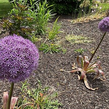Shop Giant Allium Mixture | Breck's