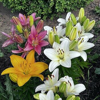 Carpet Border Lily Mixture | Breck's