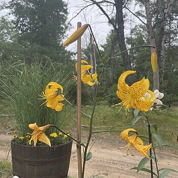 Buy Leichtlinii Lily Bulbs Online | Species Lilies | Breck's
