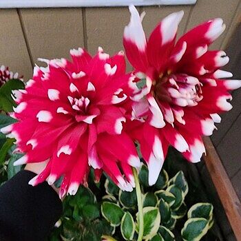 Mix De 3 - Dahlia Dinnerplate Mix - Mélange De Couleurs