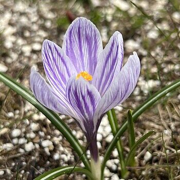 Blumes® Giant Crocus Bulbs for Naturalizing | Breck's