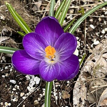 Giant Crocus Bulbs for Naturalizing | Breck's
