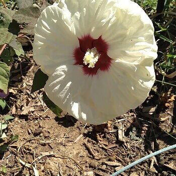 Shop French Vanilla Hibiscus | Sun Perennials | Breck's