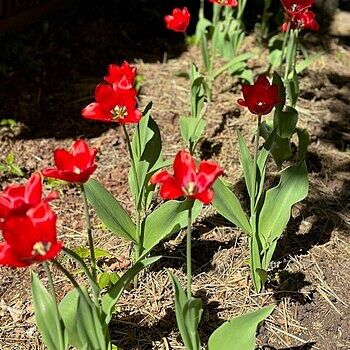 Buy Escape Tulip Super Sak | Breck's