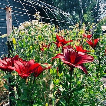 Shop Grand Paradiso Asiatic Lily | Breck's