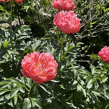 【pink hawaii】 Pink Hawaiian Coral Peony | Breck's