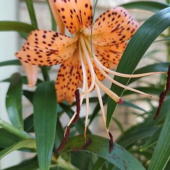 The Tiger Lily | Tiger Lily Bulbs for Sale | Breck's