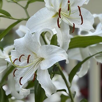 Casablanca Lily | Breck's