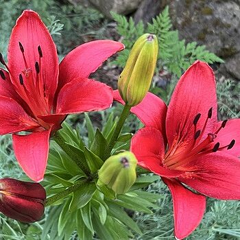 Shop Grand Paradiso Asiatic Lily | Breck's