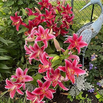 Stargazer Lily Bulbs - Pink Stargazer Lilies | Breck's