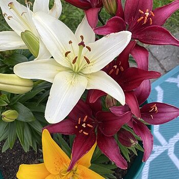 Asiatic Lily Mixture Super Sak | Breck's