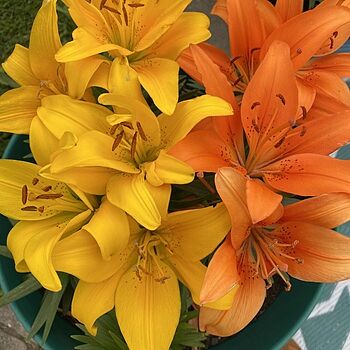 Buy Sunset Carpet Border Lily | Breck's