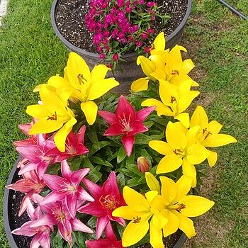 Asiatic Lily Mixture Super Sak | Breck's