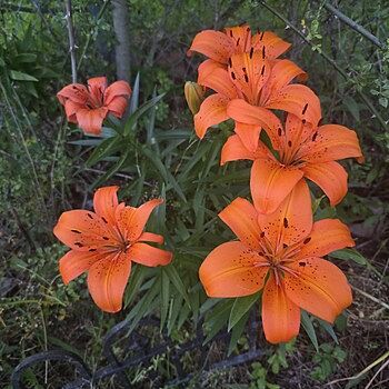 Orange Lily - Browse Our Orange Asiatic Lilies | Breck's
