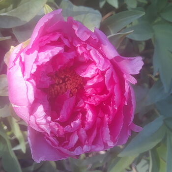Shop Peony Mixture Super Sak | Breck's