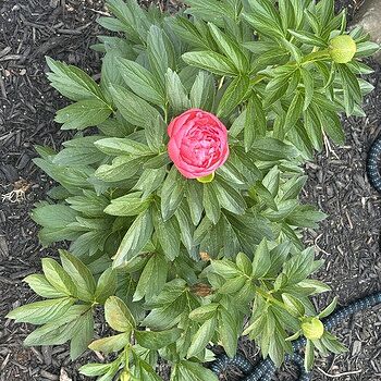 Pink Hawaiian Coral Peony | Breck's