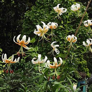Lady Alice Turk's Cap Lily | Breck's