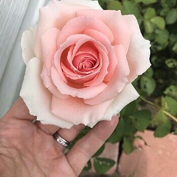 PEARLY GATES - PINKです Pearly Gates – Weeks Roses