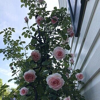 Pearly Gates Climbing Rose - Climbing Roses for Sale