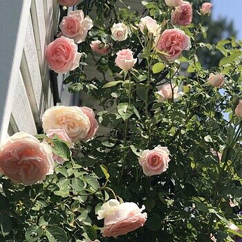 Pearly Gates Climbing Rose - Climbing Roses for Sale