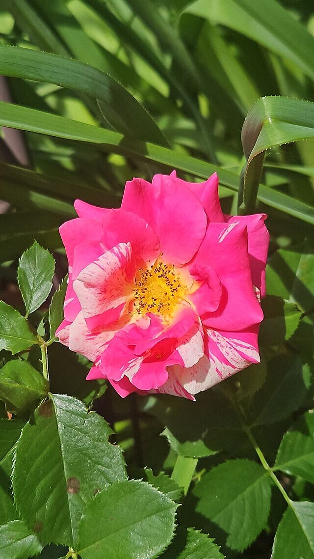 Candy Land Climbing Rose - Buy Roses | Spring Hill Nurseries