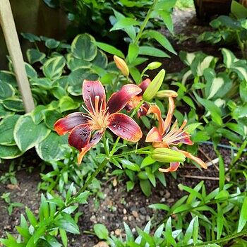 self watering plant pots indoor Self-Watering Tall Square Pot System for Indoor Plants (Set of 3)