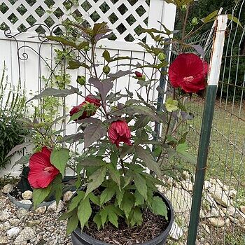 Summerific® Cherry Choco Latte Hibiscus Proven Winners PPAF