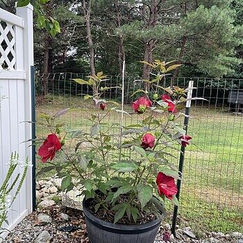 Summerific® Cherry Choco Latte Hibiscus Proven Winners PPAF