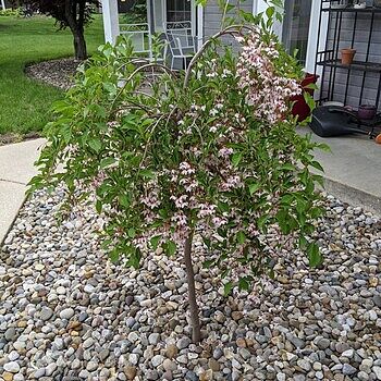 Marley's Pink Japanese Snowbell | Spring Hill Nurseries